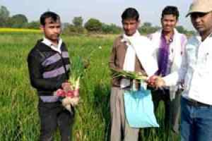 सरसों और प्याज की खेती में अव्वल भिण्ड जिले के किसान
