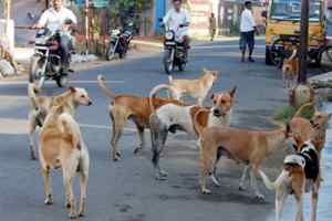 शहर के कुत्ते गांव में छोड़ने से रहवासियों में आक्रोश, आंदोलन की दी चेतावनी
