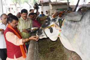 देवमयी गौमाता का श्रृंगार, पूजन-आरती कर लगाया 56 भोग विधायक रमेश मेंदोला की पूज्य माताजी की पुण्यतिथि पर गौसेवा कर दी श्रद्धांजलि