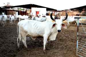 अनाश्रित 7800 गौ-वंश के लिये 23 करोड़ से बनेंगी गौ-शालाएँ