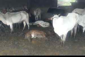 गौ सेवकों ने कहा अब हमारी लाश भी सड़ जाए