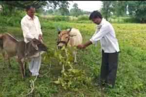 एक ही दिन में फिर गया किसानों की मेहनत पर पानी