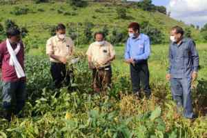 सोयाबीन फसल में राइजोक्टोनिया रुट राट का शुरुआती प्रकोप :  स्वप्निल दुबे