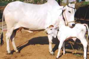 ये कैसे गौ-रक्षक ?