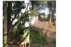 महिला को खम्बे से बांधकर चार लोगो ने पीटा