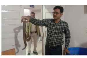 देवास में  3 करोड़ रुपए कीमत का दोमुंहा सांप जप्त