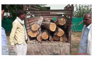 सागवान लकड़ी का अवैध परिवहन करने वालों के विरुद्ध कार्रवाई कर जेल भेजा