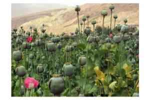 ट्रेलर के अन्दर मिट्टी के कट्टो के बीच गोपनिय रुप से अवैध डोडाचुरा की तस्करी करते धराया तस्कर