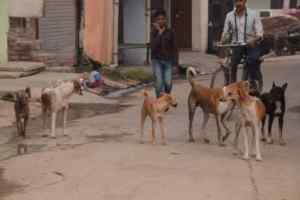 आवारा कुत्तों के हमले से बालिका की मृत्यु के मामले में वारिसों को दो लाख रूपये एक माह में दें सरकार