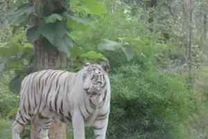 सरगुजा राजा के खाते 1600 बाघों के शिकार का रिकॉर्ड
