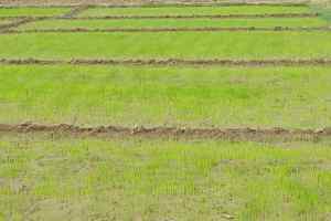 आदिवासियों के लिए संचालित जैविक खेती योजना में सरकार ने किया सौ करोड़ रू. से अधिक का भ्रष्टाचार: पुनीत टंडन