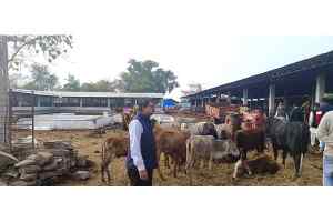 कांग्रेस का एक प्रतिनिधिमंडल जीव दया गौशाला पहुंचा.....