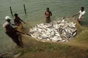 मछली ठेकेदार के विवाद में मछुआरों को रोजगार से वंचित कर उनके साथ खिलवाड़ न करे मत्स्य महासंघ : भंवरिया