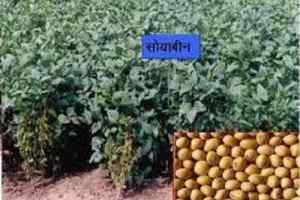 रबी सीजन में नरवाई नहीं जलाने से अच्छी फसल हुई