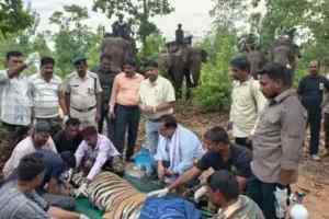 बांधवगढ़ से सटे गांव में जंगली हाथी का आतंक, मकान पर किया हमला; परिवार ने भागकर बचाई जान
